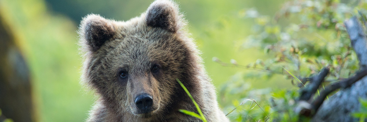Slowenien, Bären, Foto: Christine Sonvilla