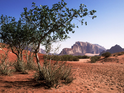 Jordanien, Wadi Rum (Foto: Rainer Skrovny / ARR Reisen)