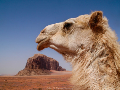 Jordanien, Wadi Rum, Kamel (Foto: Rainer Skrovny / ARR Reisen)