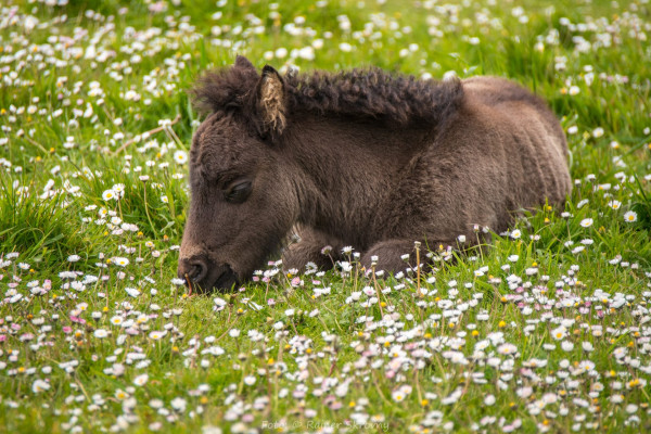 Shetland, Shetland-Pony (Foto: Rainer Skrovny, ARR Reisen)