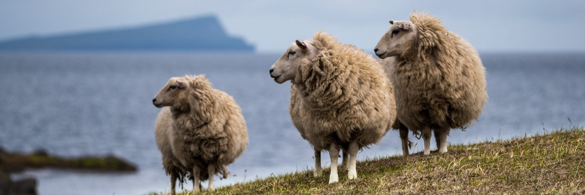 Shetland, Schafe auf der Insel Moussa (Foto: Rainer Skrovny / ARR Reisen)