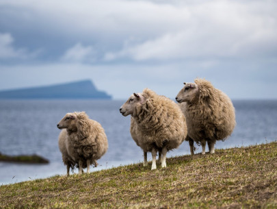 Shetland, Schafe auf der Insel Moussa (Foto: Rainer Skrovny / ARR Reisen)