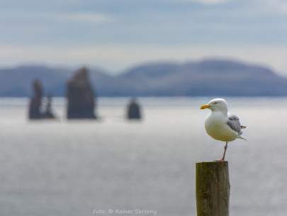 Shetland (Foto: Rainer Skrovny, ARR Reisen)