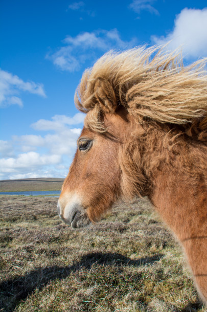 Shetland, Shetland-Pony (Foto: Rainer Skrovny, ARR Reisen)