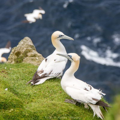 Fotoreise Shetland-Inseln
