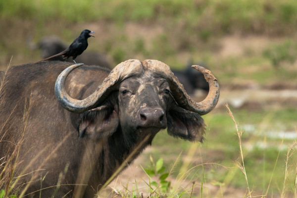 Uganda, Kaffernbüffel (Syncerus caffer), Foto: Rainer Skrovny, ARR Reisen