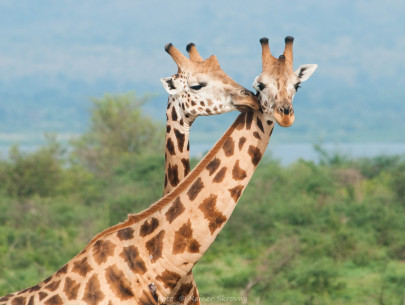 Uganda, Giraffe (Giraffa camelopardalis) , Foto: Rainer Skrovny, ARR Reisen