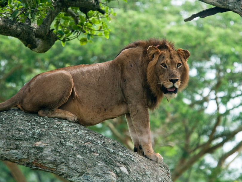 Uganda, Löwe (Panthera leo), Foto: Rainer Skrovny, ARR Reisen