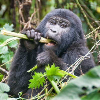 Uganda, Östlicher Gorilla (Gorilla beringei), Foto: Christine Emberger, ARR Reisen
