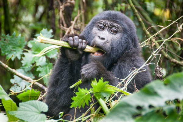 Uganda, Östlicher Gorilla (Gorilla beringei), Foto: Christine Emberger, ARR Reisen
