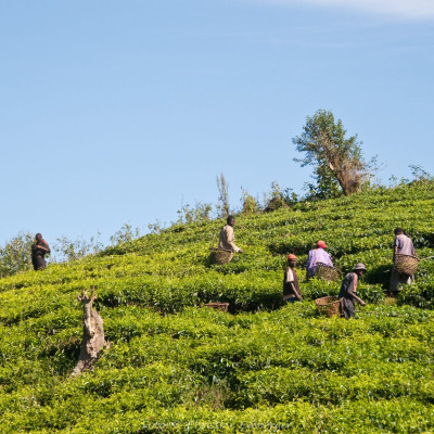 Uganda, Teepflücker, Foto: Christine Emberger, ARR Reisen