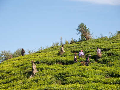 Uganda, Teepflücker, Foto: Christine Emberger, ARR Reisen