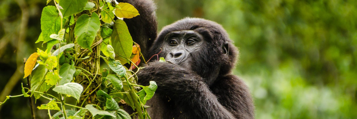 Uganda, Östlicher Gorilla (Gorilla beringei), Foto: Rainer Skrovny, ARR Reisen