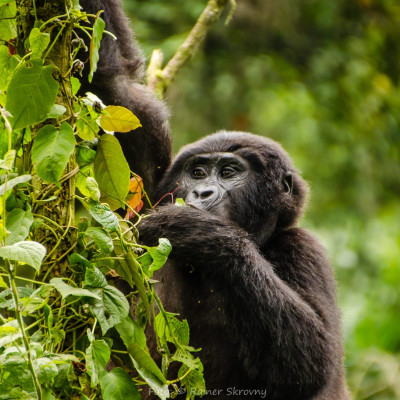Uganda, Östlicher Gorilla (Gorilla beringei), Foto: Rainer Skrovny, ARR Reisen