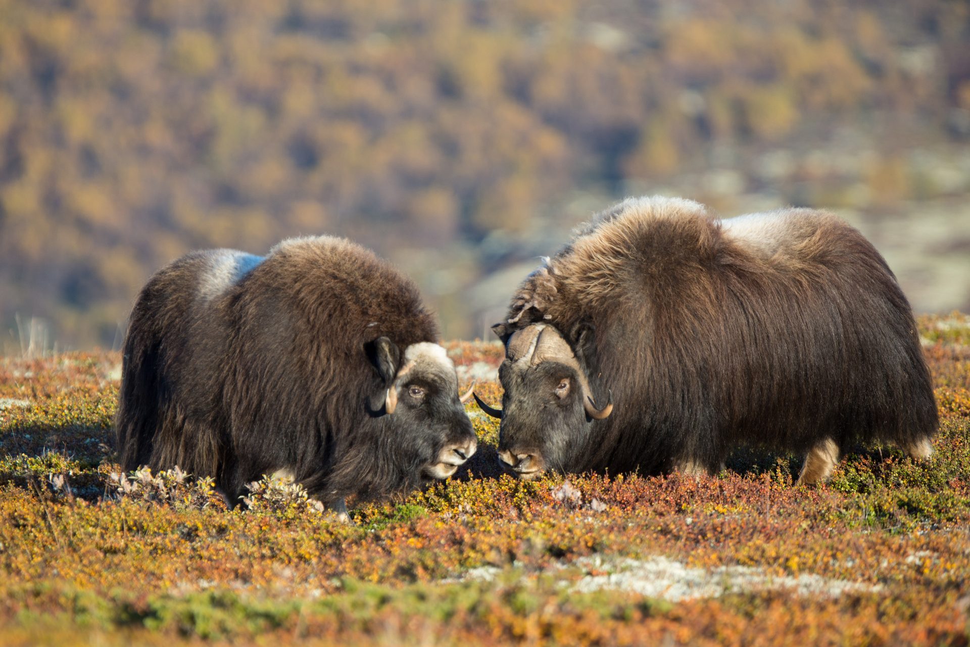 Norwegen, Dovrefjell, Moschusochse (Foto: Marc Graf)