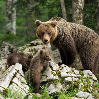 Fotoreise Slowenien/Bären