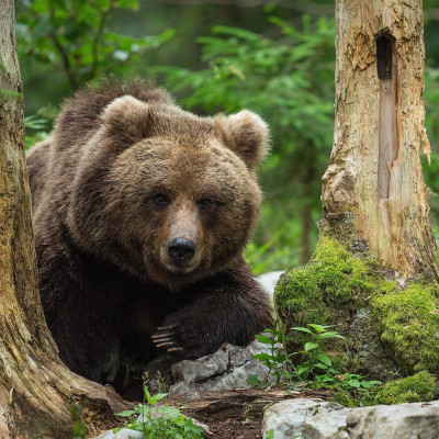Slowenien, Bären, Foto: Marc Graf