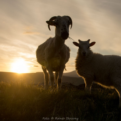Irland, Schafe (Foto: Rainer Skrovny, ARR Reisen)