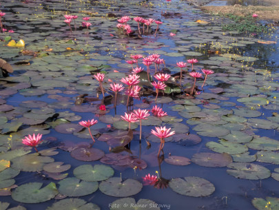 Kambodscha, Angkor, Teich mit Seerosen (Foto: Rainer Skrovny, ARR Reisen)