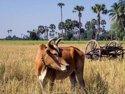 Kambodscha, Kuh auf Reisefeld (Foto: Rainer Skrovny, ARR Reisen)