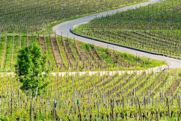 Frankreich, Elsass, Riquewier Weingarten (Foto: Robert Mrkvicka)