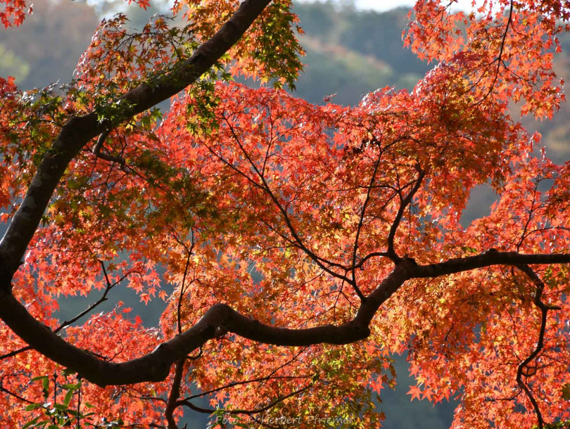 Japan, Arashiyama (Foto: Herbert Pfriemer)