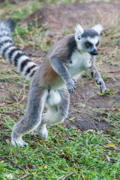 Madagaskar (Foto: Michael Weichinger)