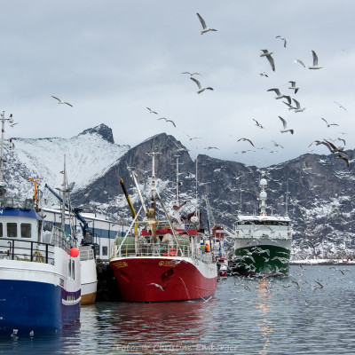 Norwegen, Insel Senja (Foto: Christine Emberger, ARR Reisen)