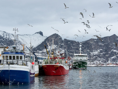 Norwegen, Insel Senja (Foto: Christine Emberger, ARR Reisen)