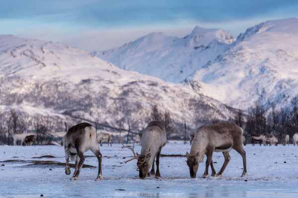 Norwegen, Troms og Finnmark, Rentiere (Foto: Christine Emberger, ARR Reisen)