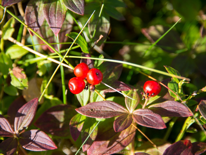 Norwegen, Insel Senja, Schwedischer Hartriegel / Cornus suecica (Foto: Christine Emberger, ARR Reisen)