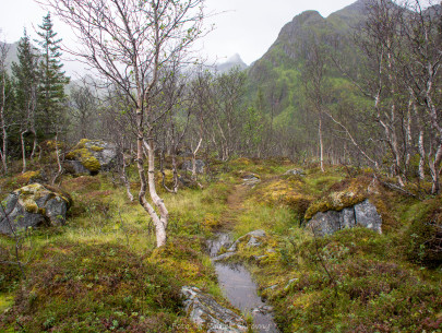 Norwegen, Insel Senja (Foto: Rainer Skrovny, ARR Reisen)