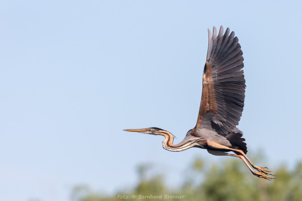 Rumänien, Donaudelta (Foto: Bernhard Brenner)