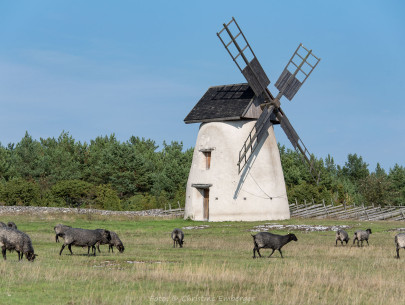 Schweden, Gotland, Windmühle (Foto: Christine Emberger, ARR Reisen)