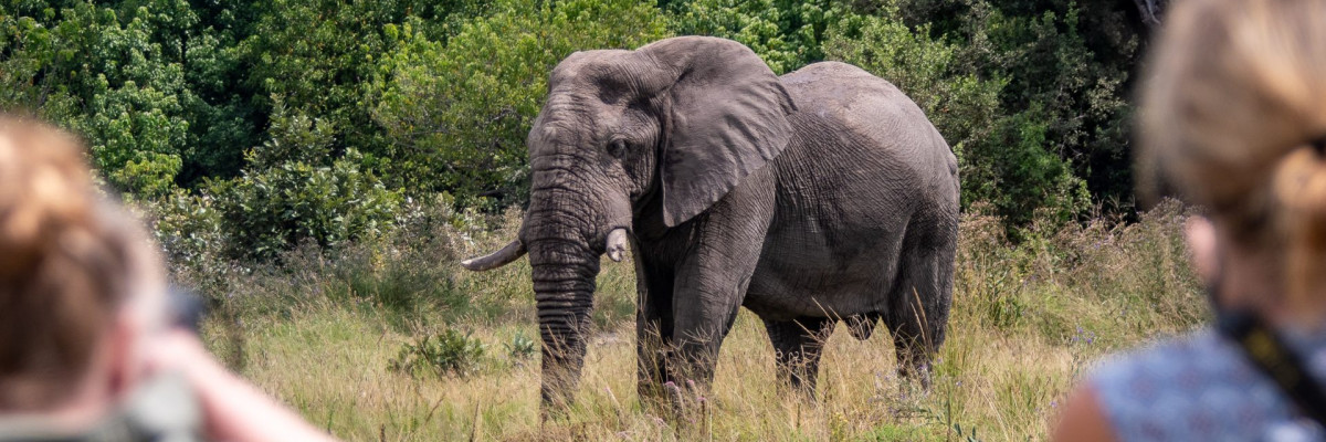 Botswana, Elefant (Foto: Rainer Skrovny, ARR Reisen)