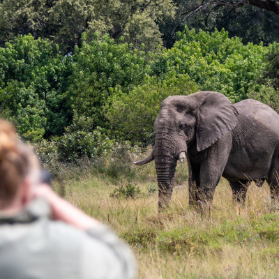 Botswana, Elefant (Foto: Rainer Skrovny, ARR Reisen)