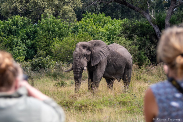 Botswana, Elefant (Foto: Rainer Skrovny, ARR Reisen)