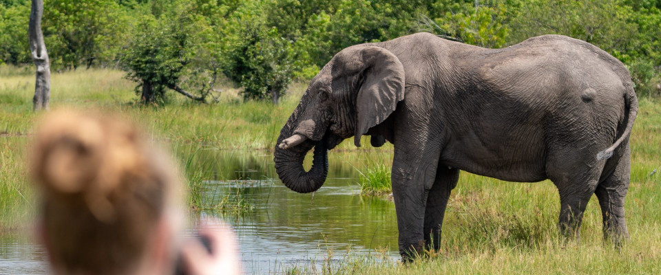 Botswana, Elefant (Foto: Rainer Skrovny, ARR Reisen)