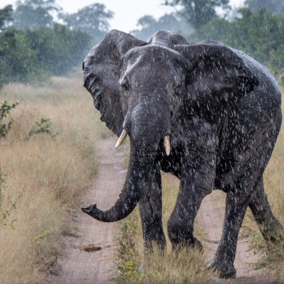 Botswana, Elefant im Regen (Foto: Rainer Skrovny, ARR Reisen)