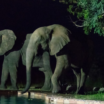 nächtlicher Elefantenbesuch am Pool (Foto: Rainer Skrovny, ARR Reisen)