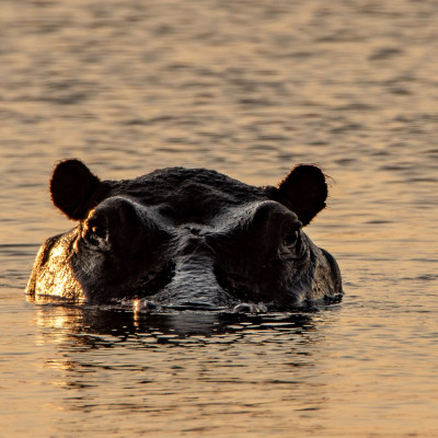 Flusspferd, Hippopotamus amphibius (Foto: Rainer Skrovny, ARR Reisen)
