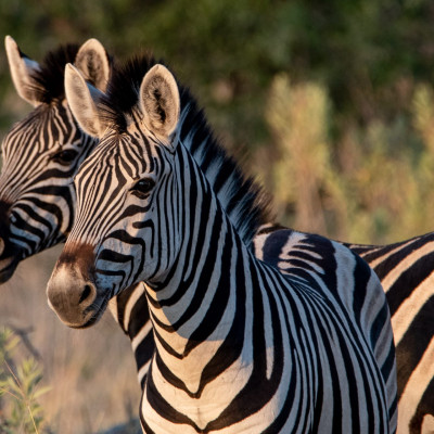 Zebras (Foto: Rainer Skrovny, ARR Reisen)