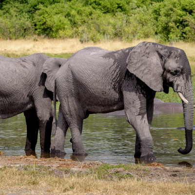 Botswana, Khwai Region, Elefanten (Foto: Rainer Skrovny, ARR Reisen)