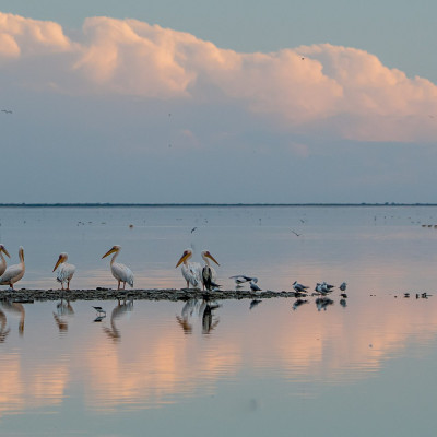 Botswana, Nata Biord Sanctuary, Pelikane (Foto: Rainer Skrovny, ARR Reisen)