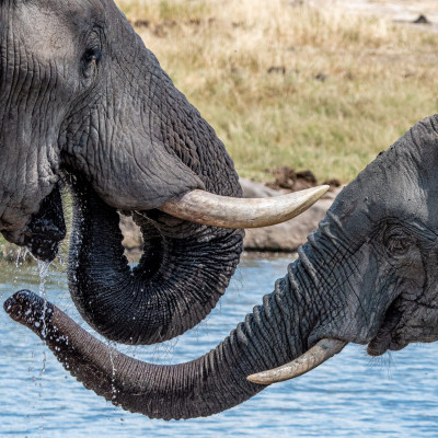Elefanten (Foto: Rainer Skrovny, ARR Reisen)