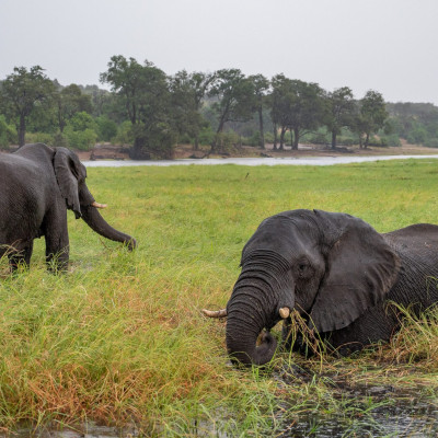 Botswana, Chobe Nationalpark, Elefanten (Foto: Rainer Skrovny, ARR Reisen)