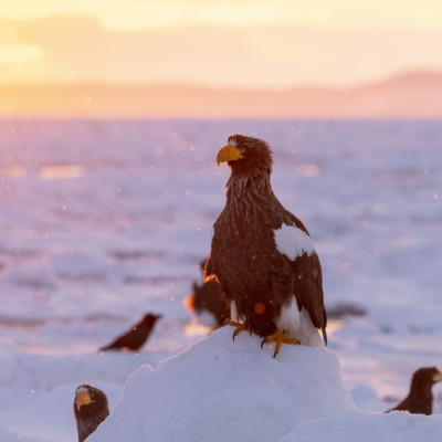 JAPAN / Hokkaido / Shiretoko Peninsula / Shiretoko National Park / Rausu / Stellers sea eagle (Haliaeetus pelagicus)