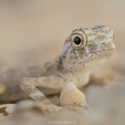 Oman, Gecko (Foto: Rainer Skrovny, ARR Reisen)