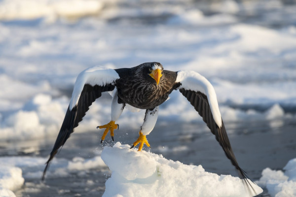 JAPAN / Hokkaido / Shiretoko Peninsula / Shiretoko National Park / Rausu / Stellers sea eagle (Haliaeetus pelagicus)