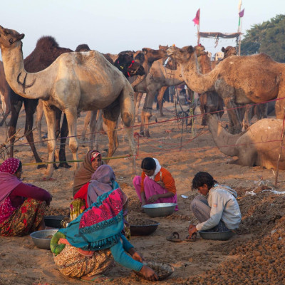 Indien, Pushkar, Kamelmarkt (Foto: Bernhard Brenner)